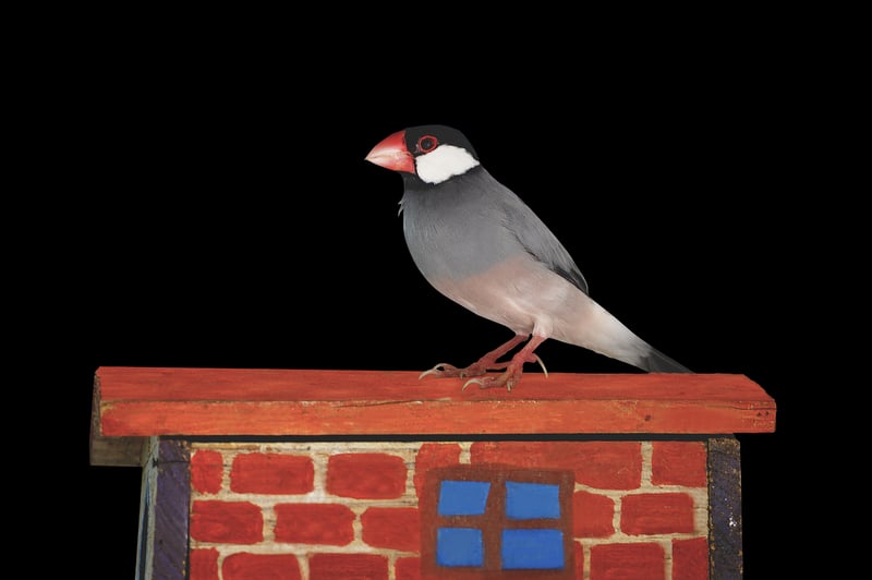 The White Sparrow Barn
